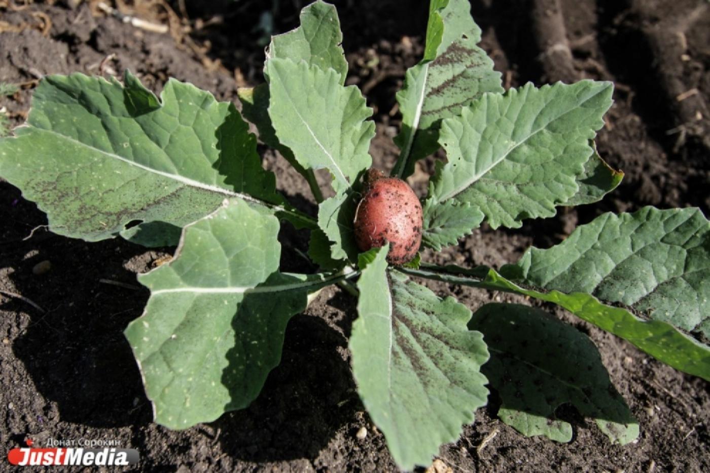 Пьянков одарил бюджетников садовыми участками за тридевять земель от Екатеринбурга - Фото 1