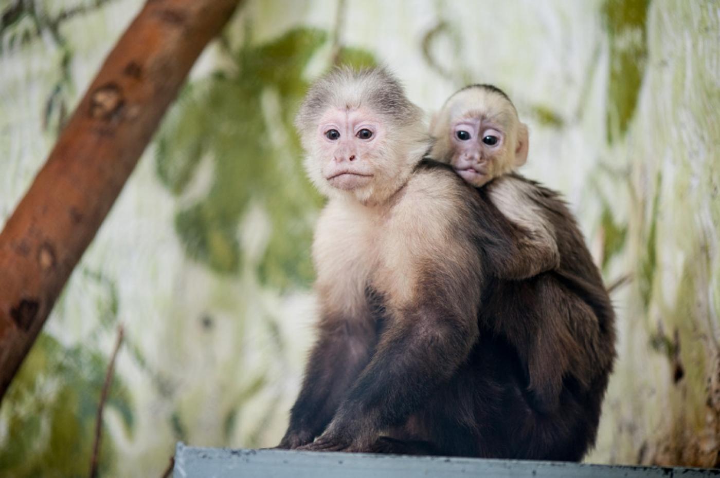 В Екатеринбургском зоопарке снова прибавление! На свет появился детеныш капуцина - Фото 1