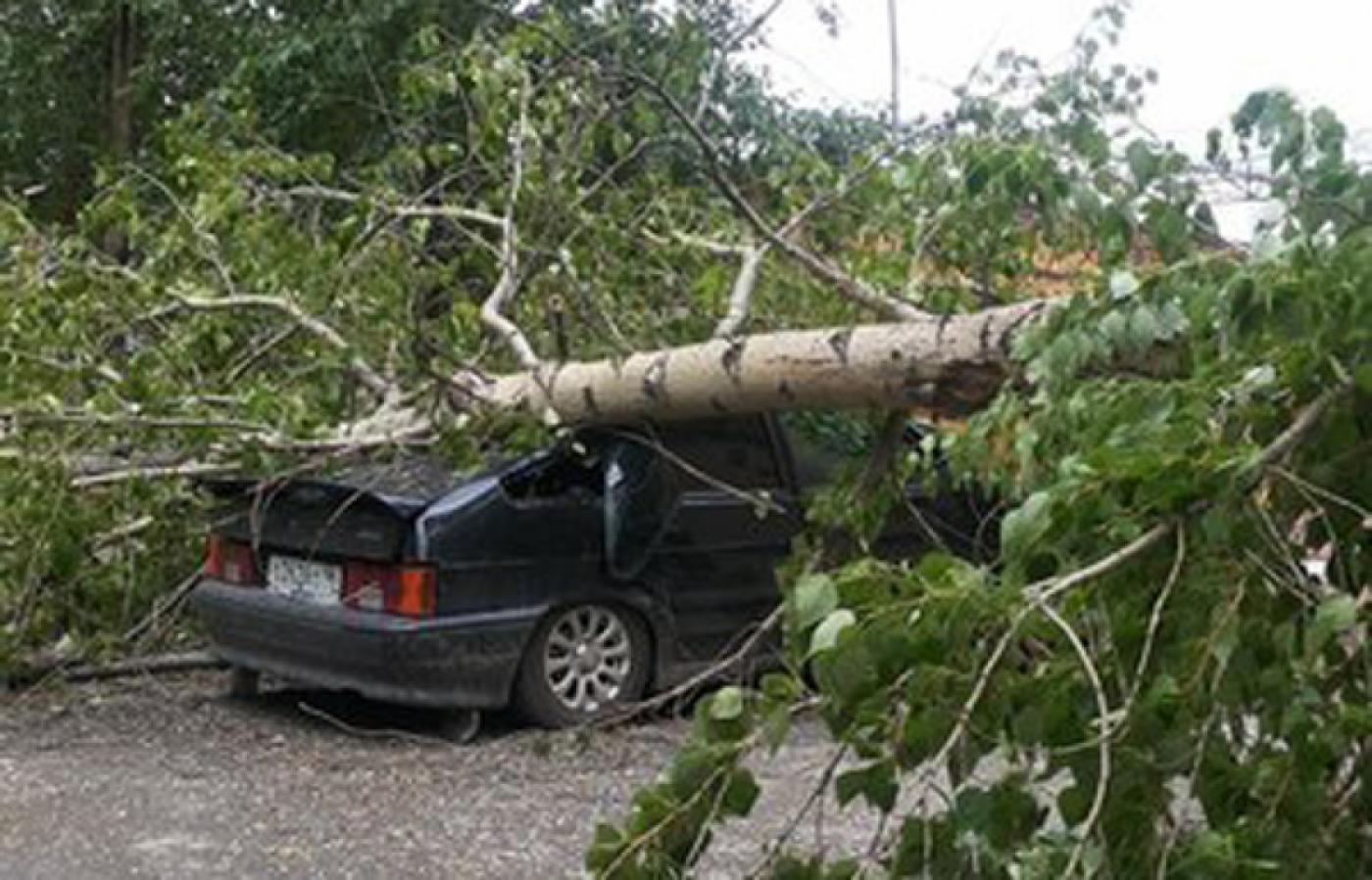 Тополя объявили войну транспорту! На Уралмаше дерево повредило четыре машины, на Сортировке — остановило трамваи  - Фото 1