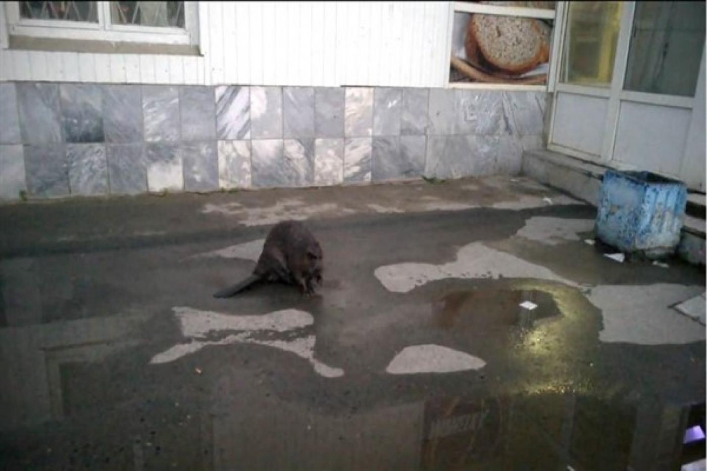 Бобер пришел к одному из торговых центров Богдановича и получил от местных жителей предложение выпить пива - Фото 1