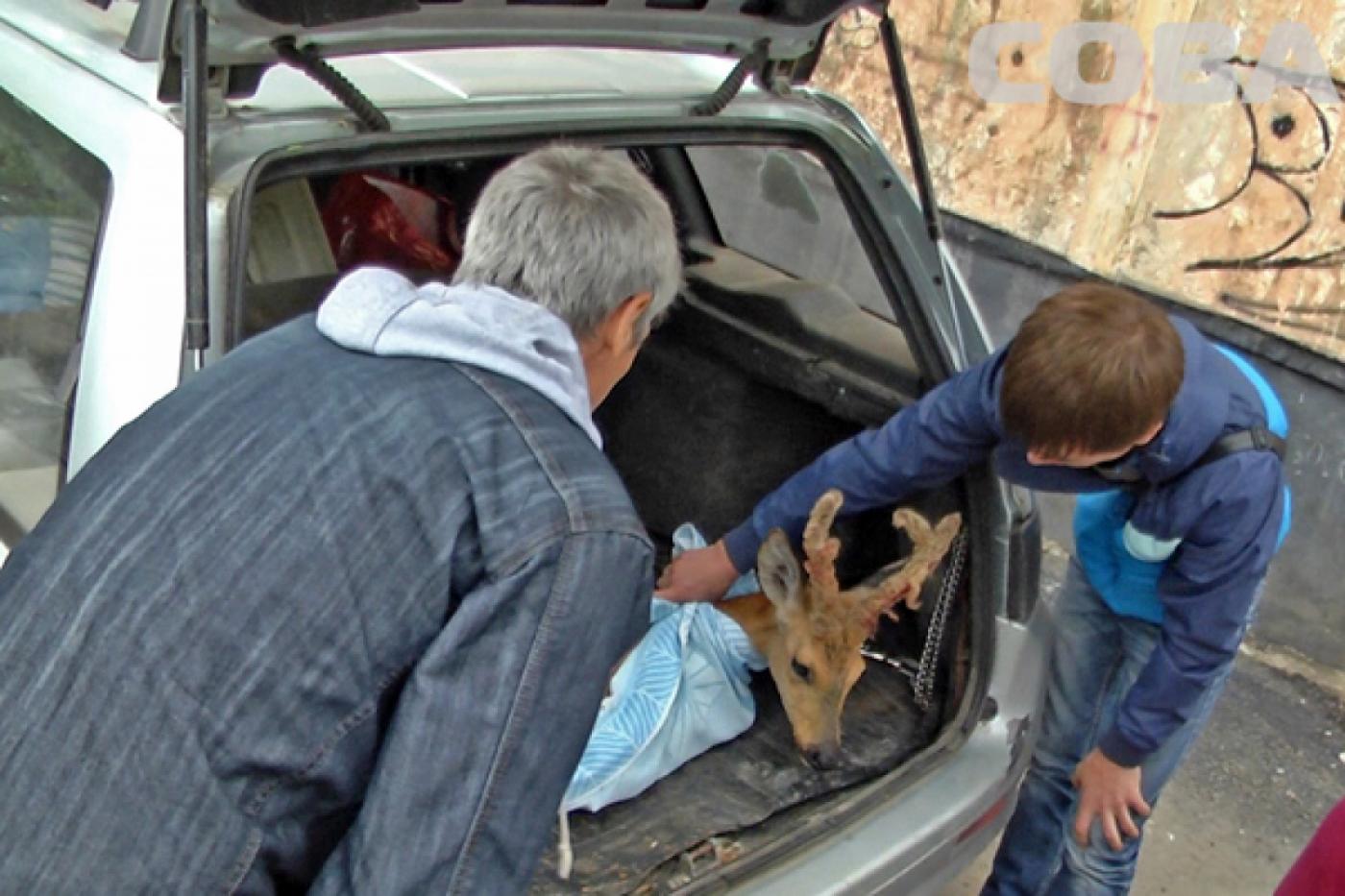 На территорию детского сада в Екатеринбурге забежала косуля - Фото 1