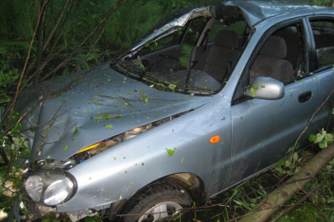 За минувшие сутки в Свердловской области лоси дважды провоцировали ДТП - Фото 1
