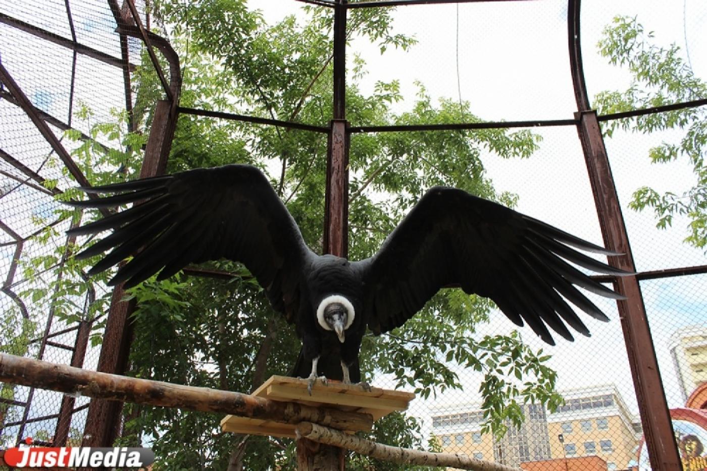 Уральские заводчики хищных птиц отправили екатеринбургского орла-беркута в зоосад в Хабаровском крае - Фото 1