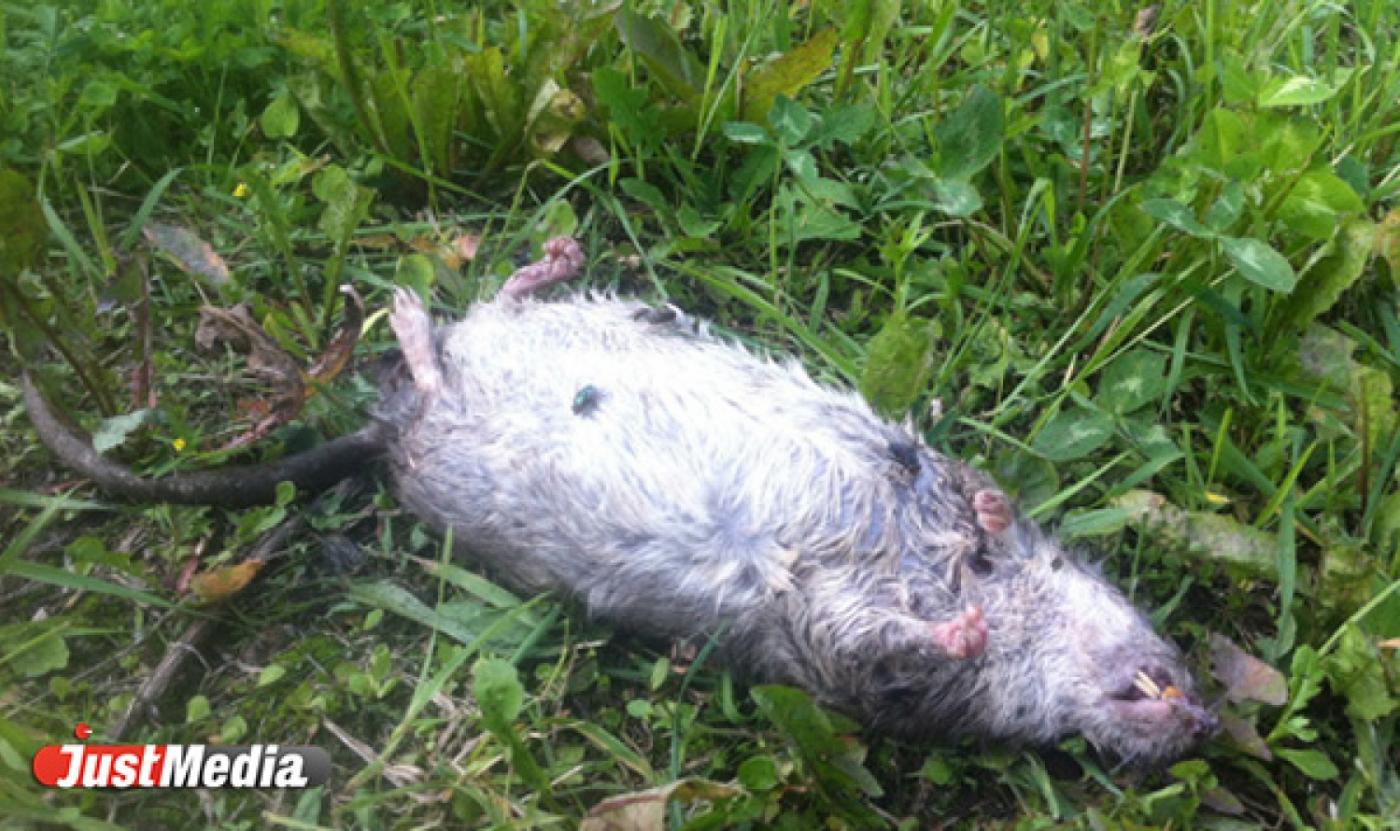 Ужас! В центре Екатеринбурга маленькие дети играют дохлыми крысами - Фото 1