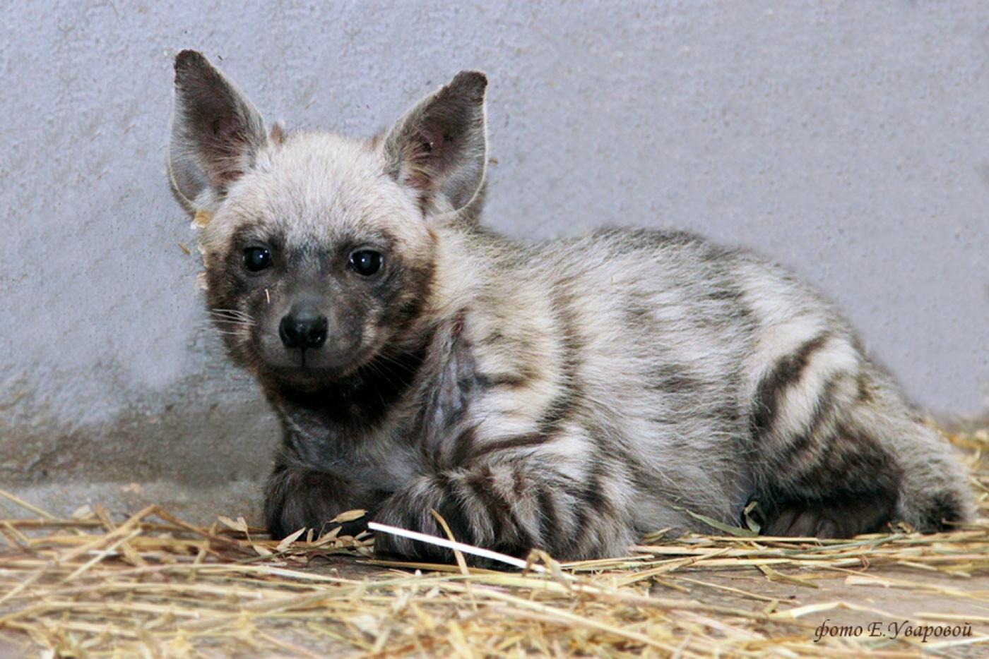 В Екатеринбургском зоопарке родилась гиена - Фото 1