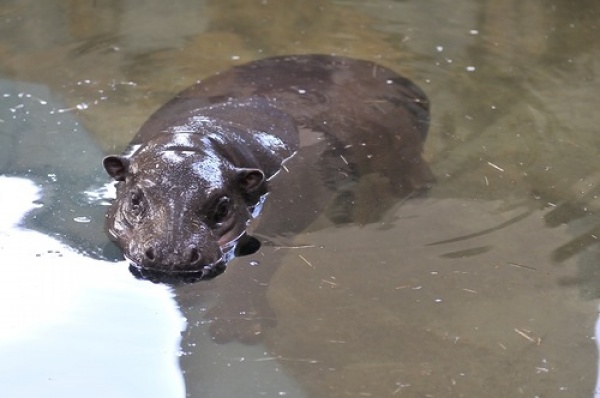 В Екатеринбургском зоопарке открылся вольер карликового бегемота - Фото 1