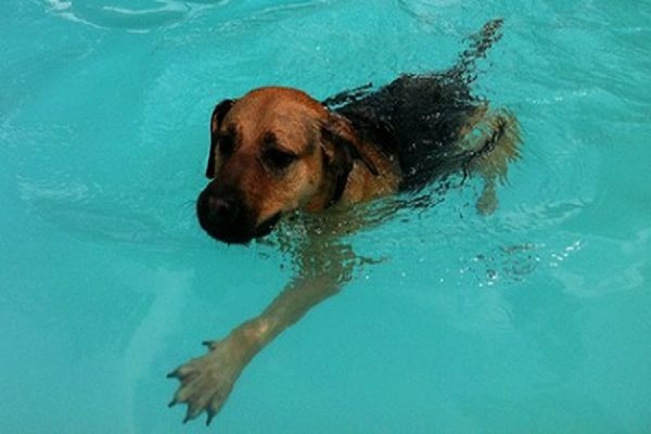 Для собак открылись курсы плавания в Челябинске - Фото 1