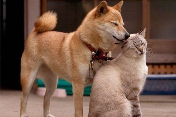 Британские ученые выяснили, что владельцы кошек и собак сильно отличаются друг от друга - Фото 1