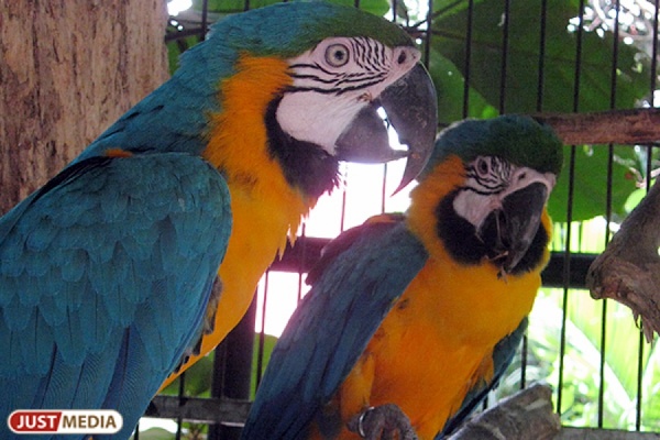 В зоопарке научат делать домики для пернатых. «Руководить» процессом будут попугай и голубь-павлин - Фото 1