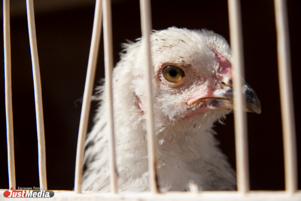 Проблему Среднеуральской птицефабрики могут решить с помощью продажи земель - Фото 1