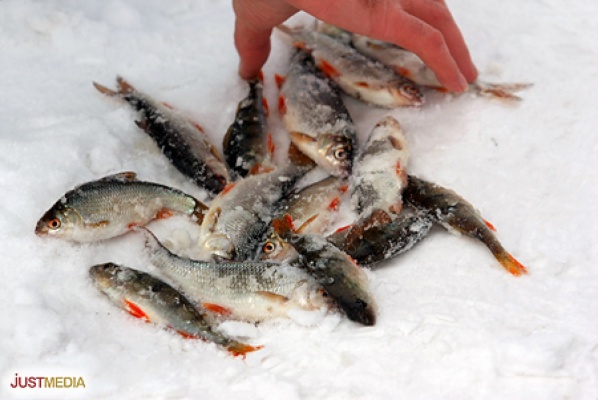 Спасатели сняли с оторвавшейся льдины восемь рыбаков - Фото 1