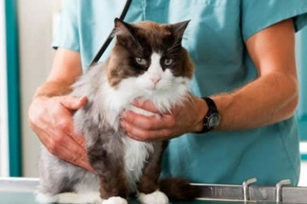 В Великобритании от кошки четверо людей заразились туберкулезом - Фото 1
