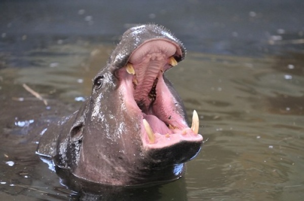 В «Ночь музеев» екатеринбуржцы померялись ростом с бегемотом - Фото 1