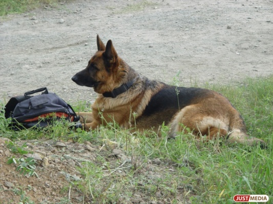 «Шо, опять?!» На Ботанике неизвестный снова заминировал офисник  - Фото 1