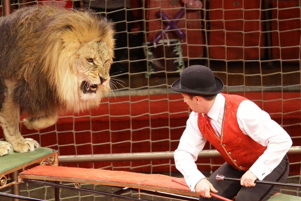 В Екатеринбургский цирк приезжают африканские львы - Фото 1
