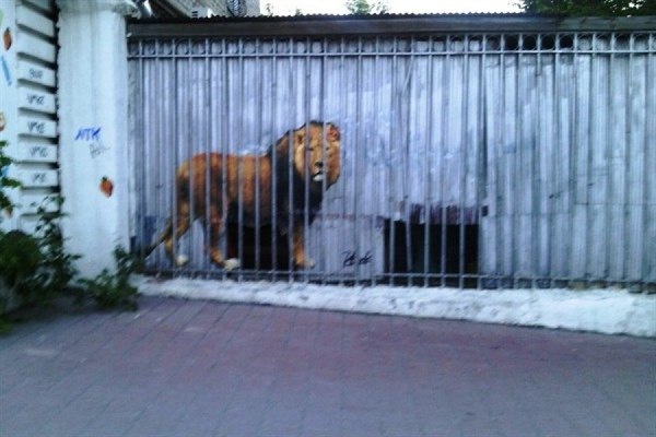 В центре Екатеринбурга горожане могут наблюдать за жизнью льва - Фото 1
