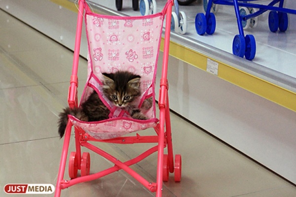 Кареты и космические корабли. В Екатеринбурге пройдет парад колясок - Фото 1