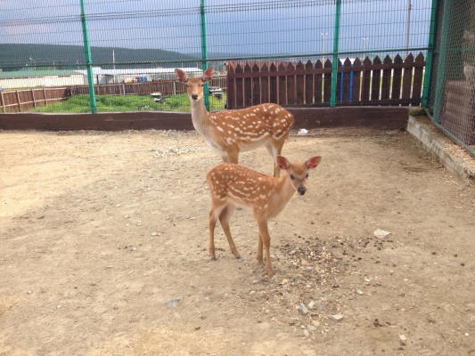 В частном зоопарке родился пятнистый олененок - Фото 1