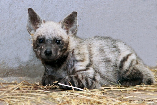 В Екатеринбургском зоопарке родилась гиена - Фото 1