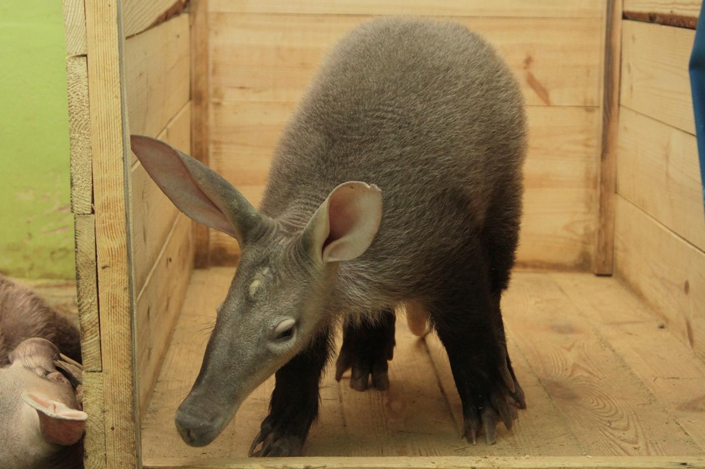 В Екатеринбургском зоопарке детеныша трубкозуба разлучили с родителями и сестрой - Фото 1