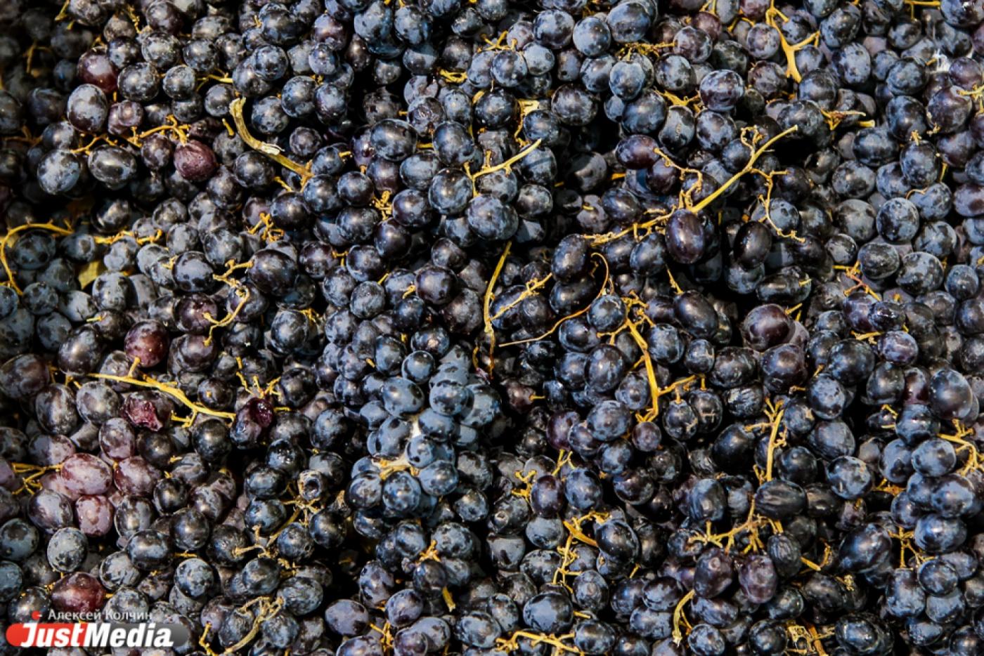 В Дагестане подходит к завершению сбор урожая винограда 2014 года - Фото 1