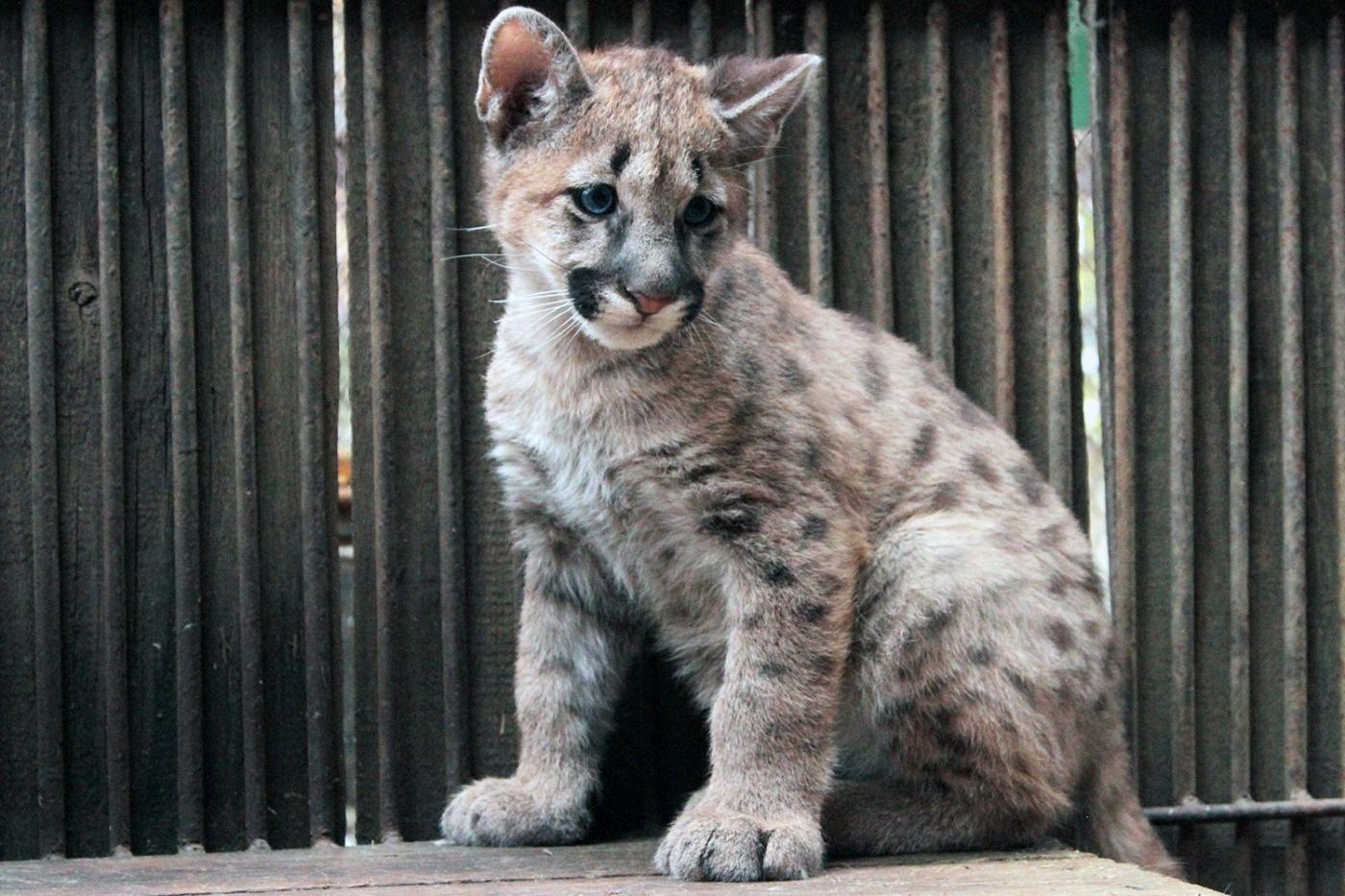 В Екатеринбургском зоопарке посетителям показали молодых пумят - Фото 1