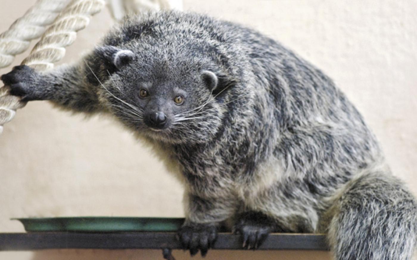 В Екатеринбургском зоопарке пройдет День тропиков - Фото 1