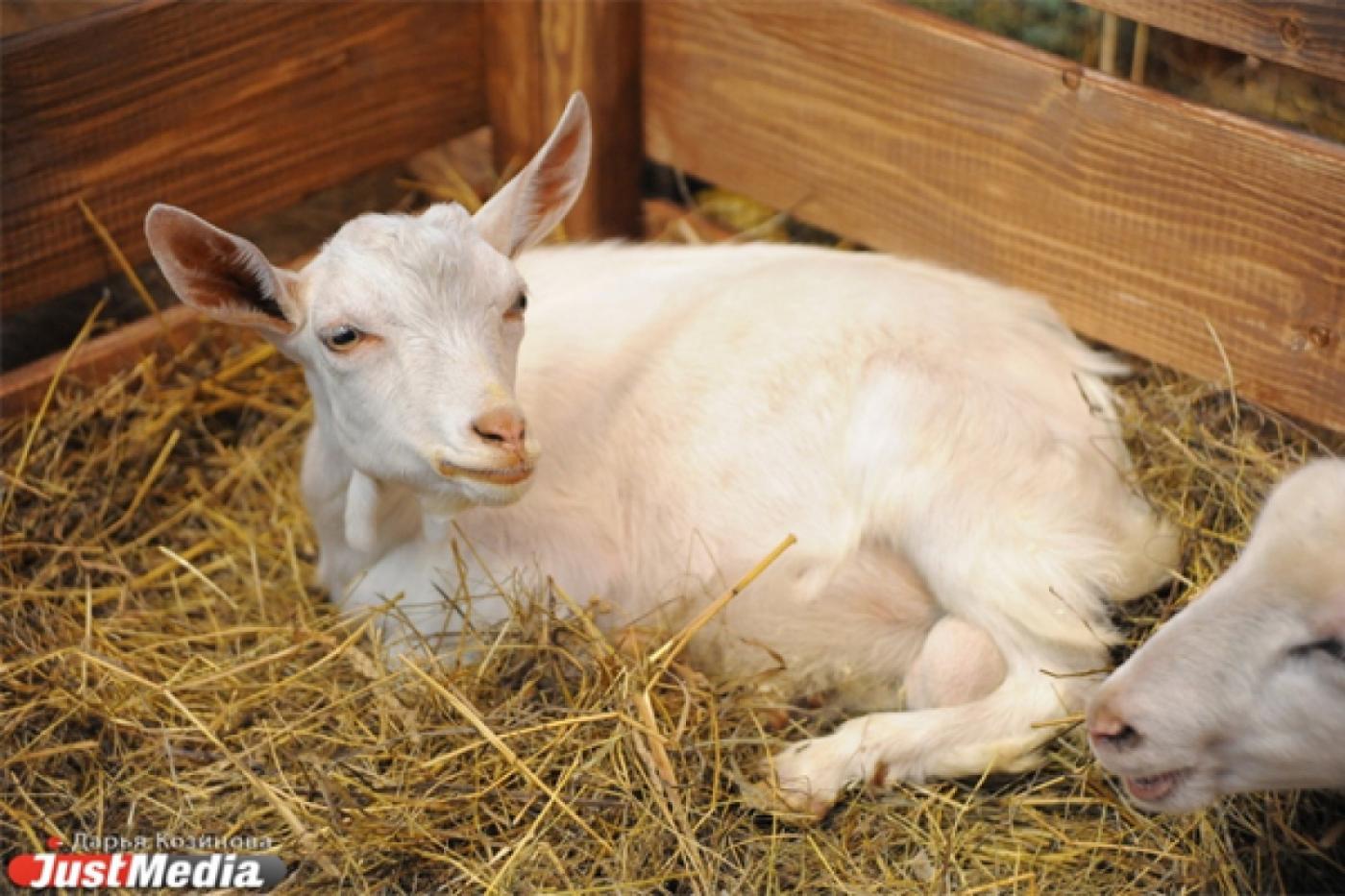 Уральские животноводы почувствуют последствия холодного лета в конце зимы - Фото 1