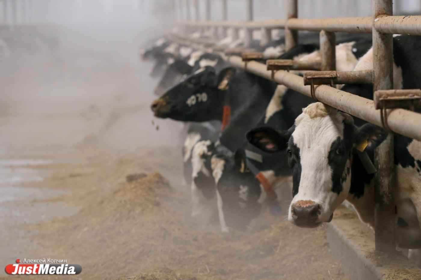 Чтобы улучшить качество свердловского молока, нужно переоснастить около 80 процентов коровников - Фото 1