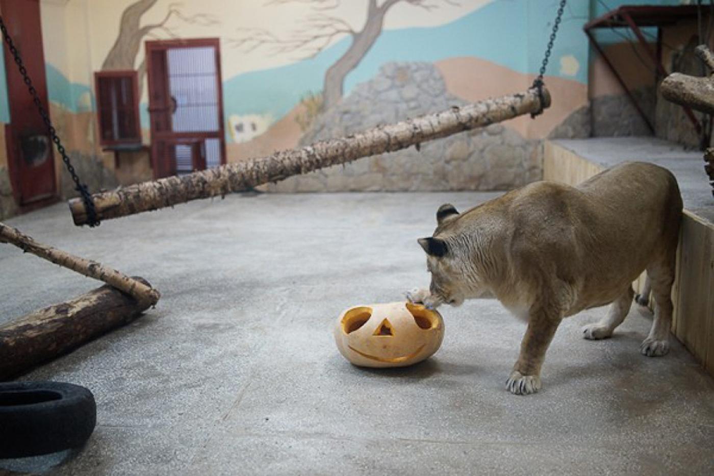 В Екатеринбургском зоопарке продет День тыквы - Фото 1