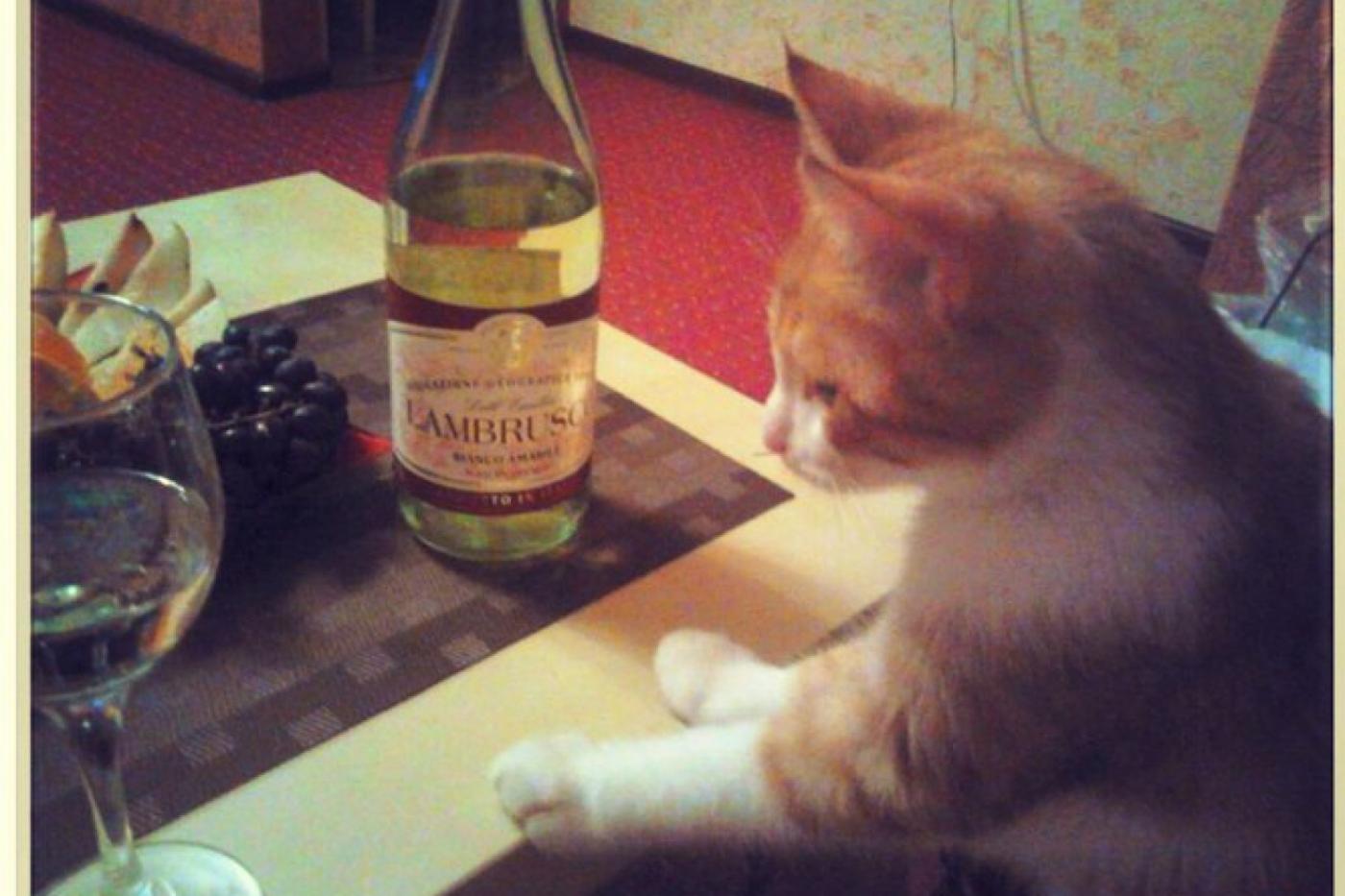 Жительница Екатеринбурга назвала кота Евгением Ройзманом - Фото 1