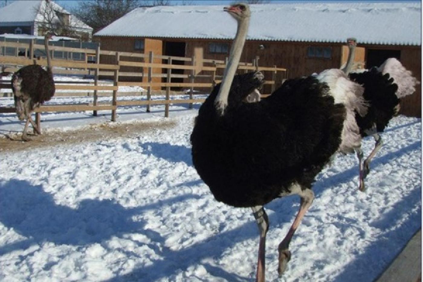 Гаффнеру на заметку! Одним яйцом страуса можно накормить пять свердловчан - Фото 1