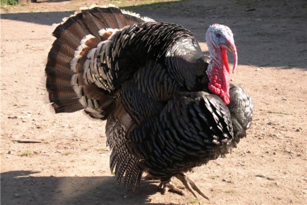 Экономический кризис погубил крупный инвестпроект в Свердловской области