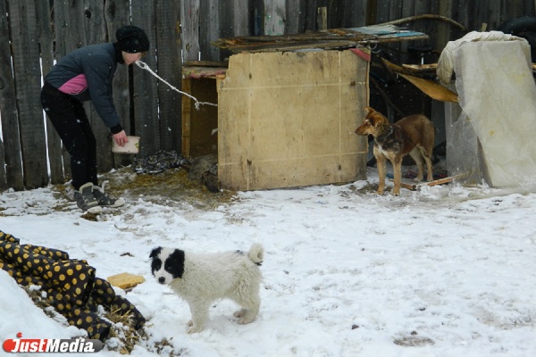 Свердловский Роспотребнадзор обвинил администрацию Каменск-Уральского в закрытии приюта для животных