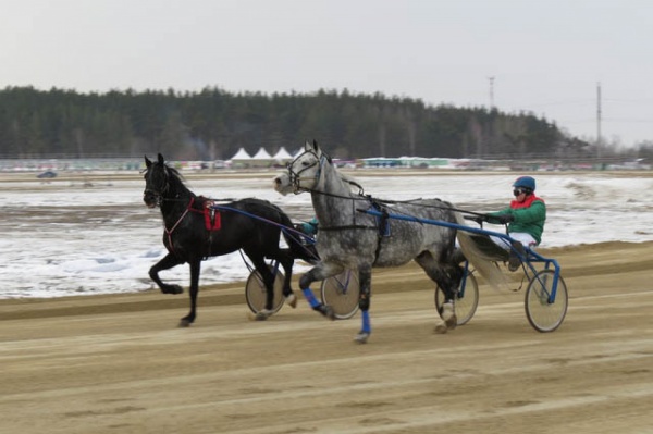 В Свердловской области в выходные пройдет открытие конноспортивного бегового сезона