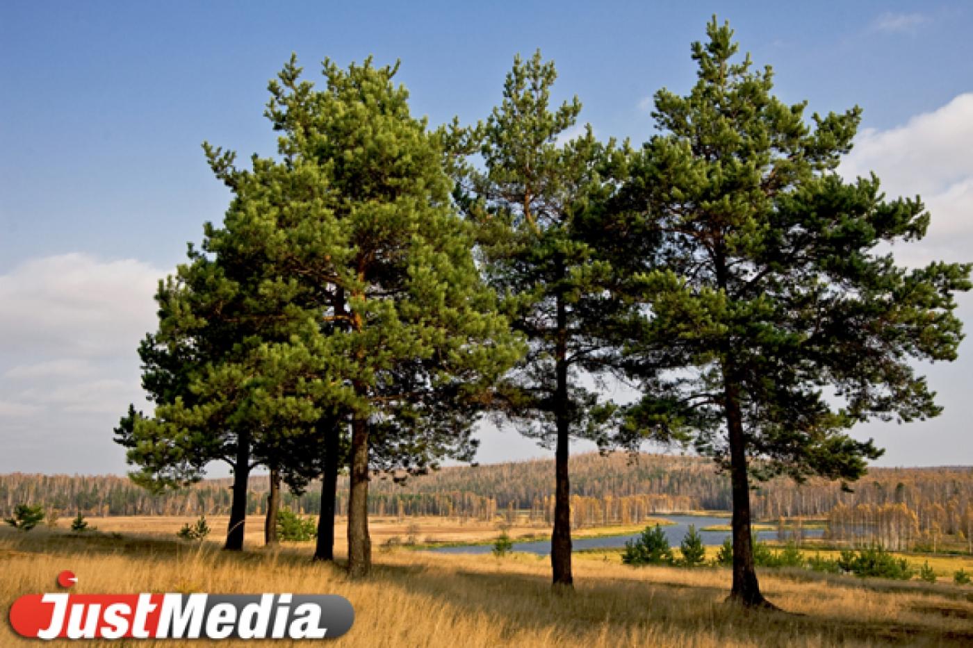 К юбилею Победы Куйвашев засеет Свердловскую область лесами - Фото 1