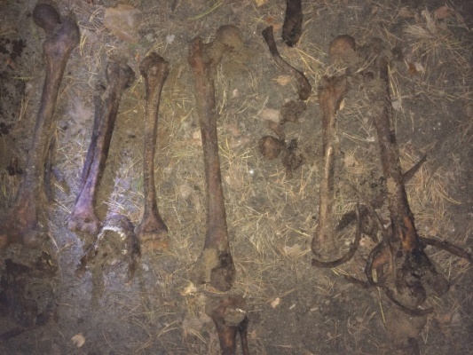 СК ищет родственников погибших, чьи скелетированные трупы были обнаружены в лесопарке на Уралмаше - Фото 1