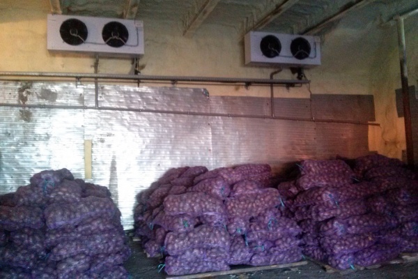 Сохранять урожай уральского картофеля и овощей до весны будут роботы-холодильники - Фото 1