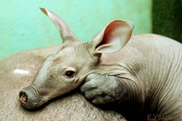 Первый российский трубкозуб Ека завтра улетает в Прагу - Фото 1