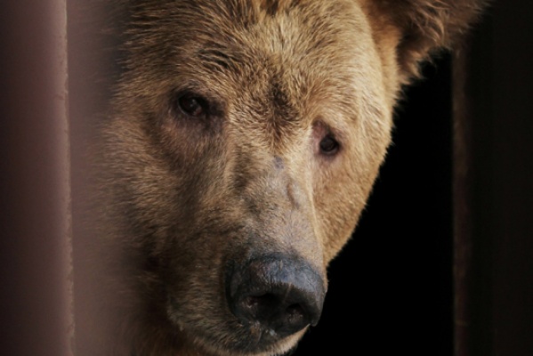 В Екатеринбургском зоопарке медведи готовятся к спячке - Фото 1