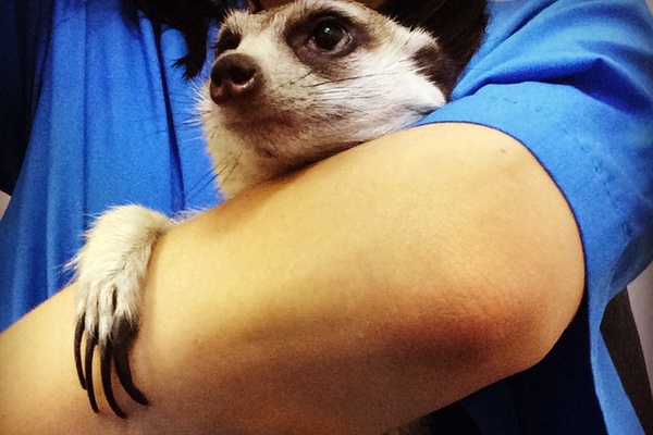 Зоопсихология, МРТ и даже протезирование для животных! Уральские журналисты сняли реалити-сериал о современных Айболитах - Фото 1