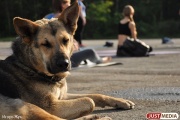 Свердловские зоозащитники бьют тревогу: догхантеры проведут зачистку от собак в начале следующей недели