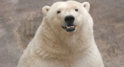 В Екатеринбургском зоопарке на день рождения белому медведю подарят зачетку 