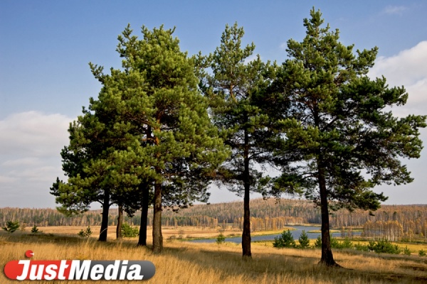 К юбилею Победы Куйвашев засеет Свердловскую область лесами - Фото 1