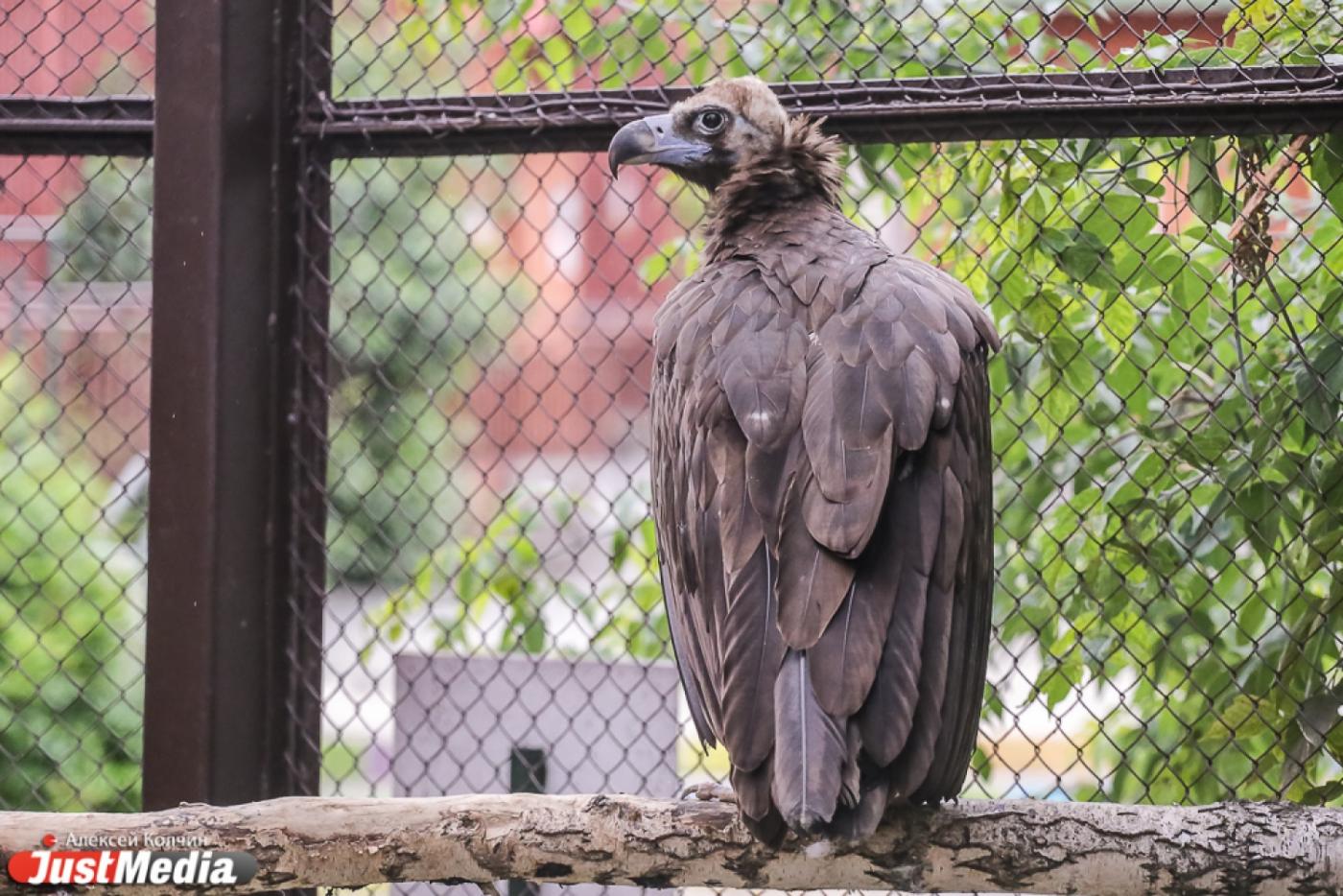 В Екатеринбургском зоопарке отметят День пернатых  - Фото 1