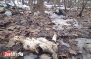 Екатеринбуржец обнаружил на берегу Верх-Исеткого пруда десятки телячьих голов и костей