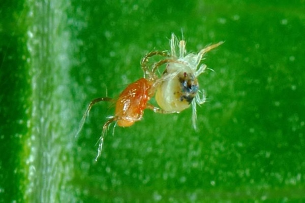 Хищный клоп Марколофус против Белокрылки: в «УГМК-Агро» в борьбе с вредителями применяют биологический способ