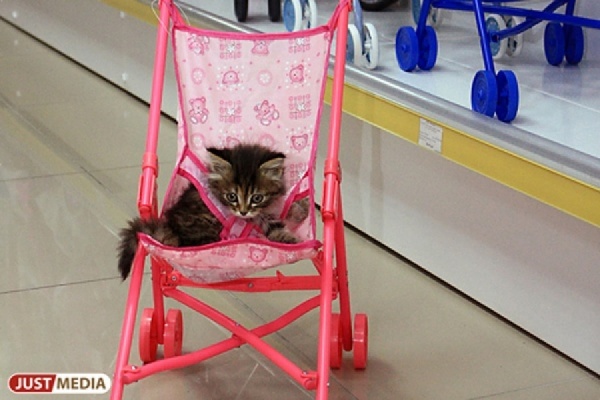 «Мне все равно ничего не будет»! Жители Екатеринбурга с поличным поймали сорокалетнего вора колясок