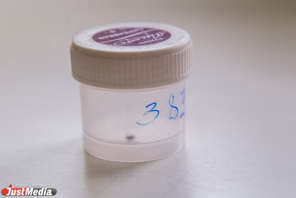 Более 7 тысяч свердловчан пострадали от клещей с начала сезона