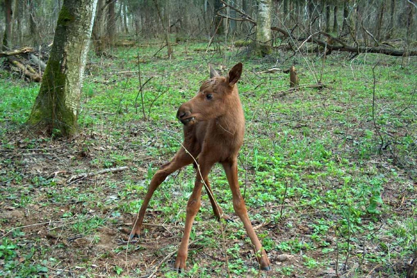 Куйвашев разрешил убивать лосят и лосей-самцов в брачный период - Фото 1